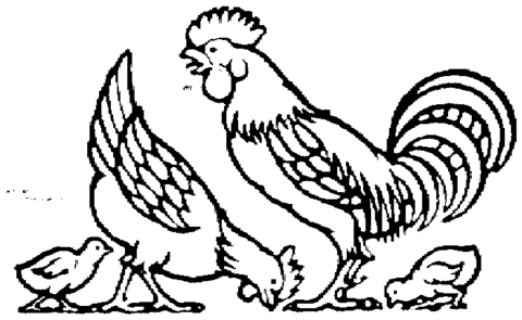 Mother hen, rooster and cute chicks Coloring page