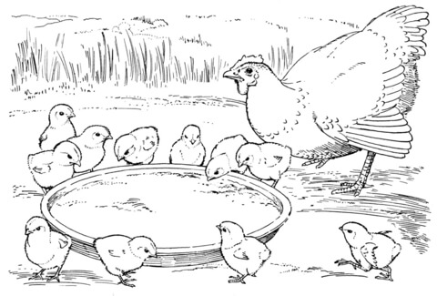 Hen and chicks Coloring page
