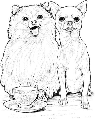  Pomeranian dog and Chihuahua Coloring page