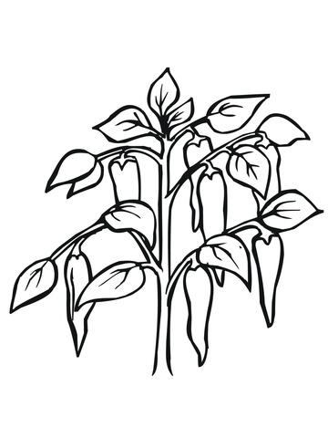 Chili Pepper Plant Coloring page