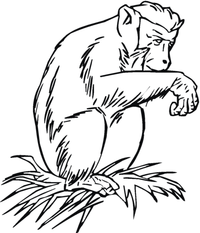 Chimpanzee On The Grass  Coloring page