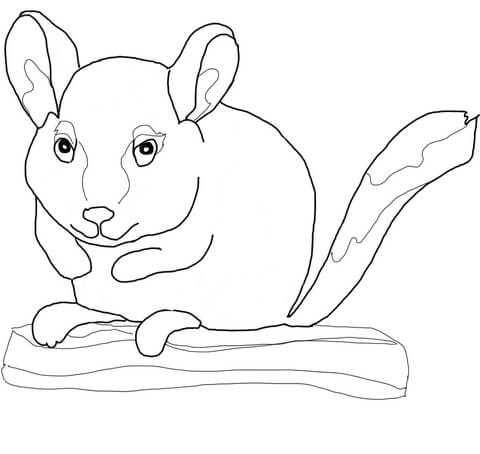 Chinchilla Sits on Branch Coloring page