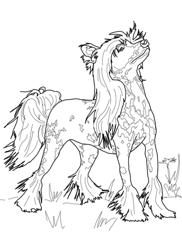 Chinese Crested Coloring page