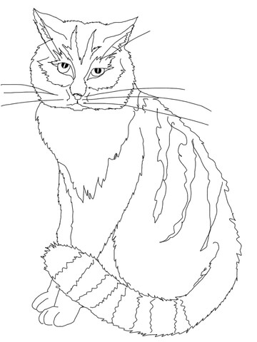 Chinese Mountain Cat Coloring page