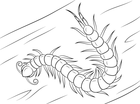 Chinese Red Headed Centipede Coloring page