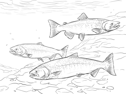 Chinook Salmon Coloring page