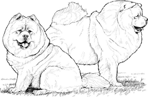 Two Chow Chow dogs Coloring page