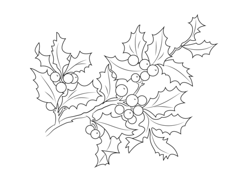 Christmas Holly Berries Coloring page