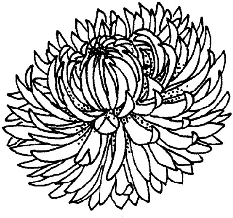 Chrysanthemum 4 Coloring page
