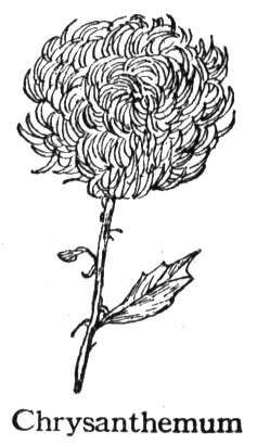 Chrysanthemum 5 Coloring page