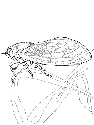 Cicada Coloring page