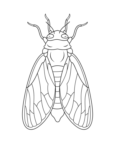 Cicada Coloring page