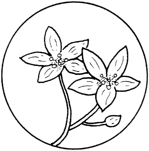 Circle with Flower 2 Coloring page