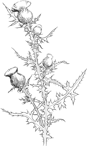 Cirsium Vulgare or Bull Thistle Coloring page