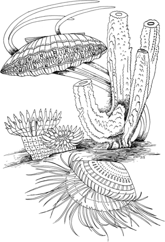 Clam Shell and Marine Life Coloring page