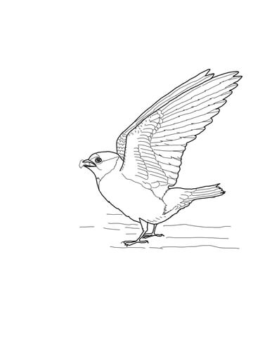 Cliff Swallow Coloring page
