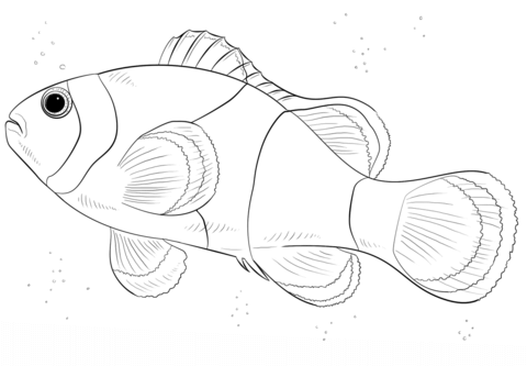 Clown Fish Coloring page
