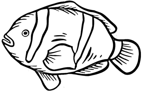 Clownfish  Coloring page