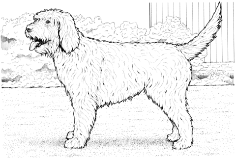 Cockapoo Dog Coloring page