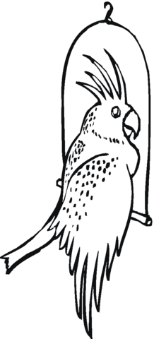 Cockatoo bird Coloring page