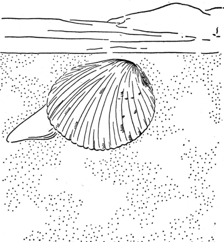 Cockle Clam Coloring page