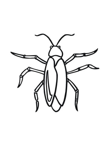 Cockroach Coloring page