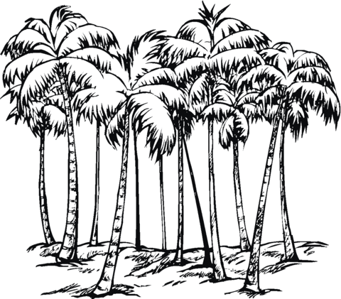 Some of Coconut Palms Coloring page