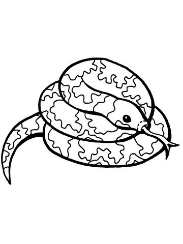 Coiled Snake Coloring page