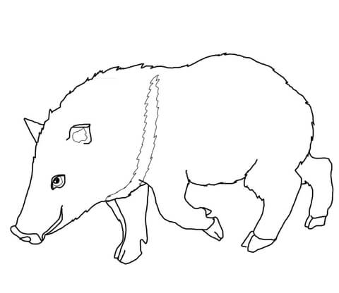 Collared Peccary Coloring page
