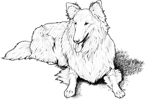 Collie Coloring page