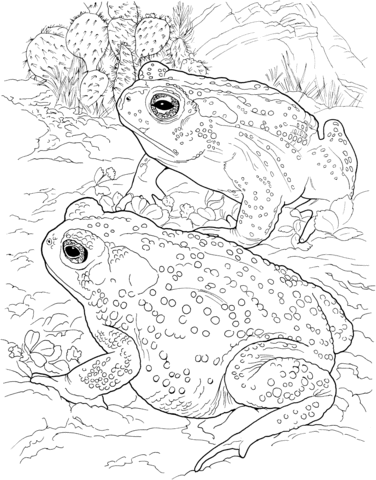 Sonoran Desert toad Coloring page