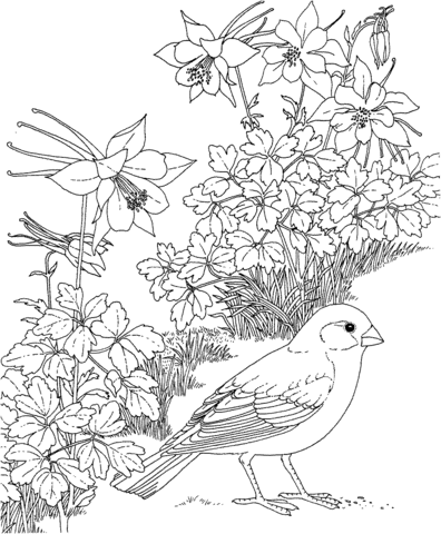 Lark Bunting and Columbine Colorado State Bird and Flower Coloring page