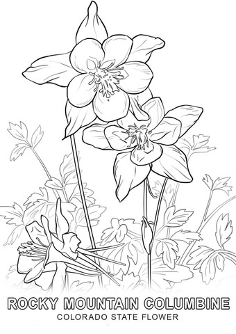 Colorado State Flower Coloring page