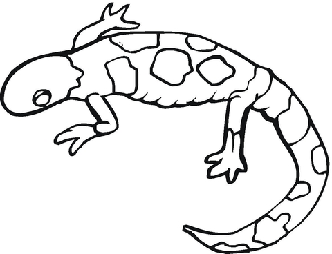 Colorful Gecko Coloring page