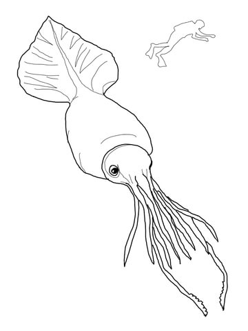 Colossal Squid and Scuba Coloring page