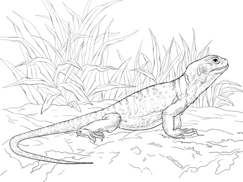 Common Collared Lizard Coloring page