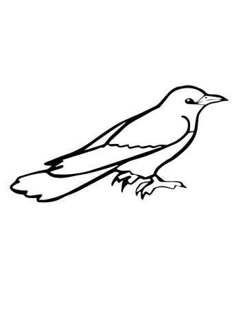Common Cuckoo Bird Coloring page