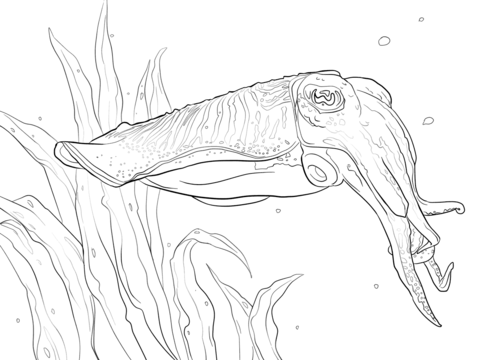 Common Cuttlefish Coloring page