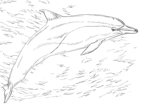 Common Dolphin Coloring page