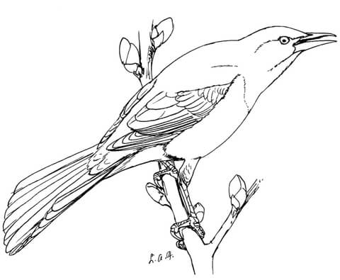 Common Grackle Coloring page