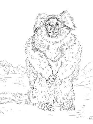 Common Marmoset Coloring page