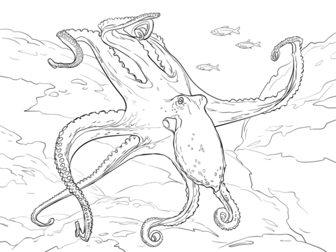 Common Octopus Coloring page