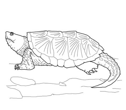 Common Snapping Turtle Coloring page