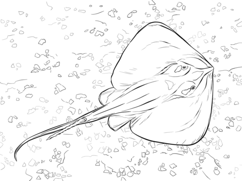 Common Stingray Coloring page