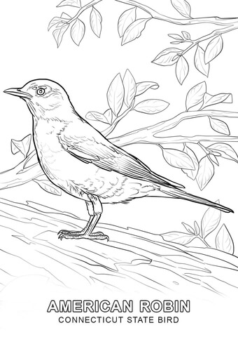 Connecticut State Bird Coloring page