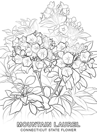 Connecticut State Flower Coloring page