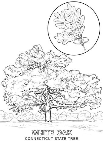 Connecticut State Tree Coloring page