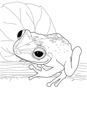 Coqui frog Coloring page