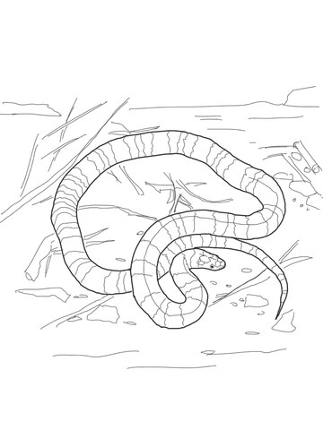 Coral Snake Coloring page