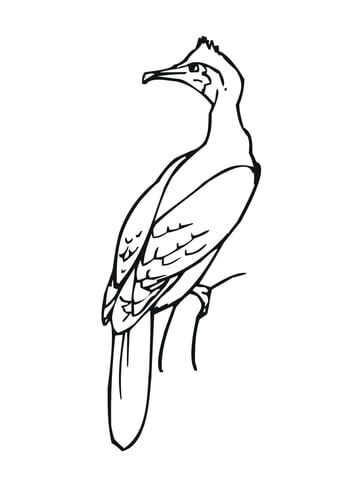 Cormorant Bird Coloring page